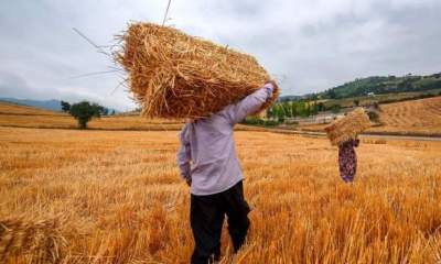 هشدار نسبت به قاچاق گندم به خارج از مرزها