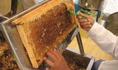 تولید 46 تن عسل در زنبورستان‌های آبیک