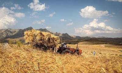 خوداتکایی 95 درصدی ایران در صنعت کشاورزی/ تحریم‌ها نتوانست به کشاورزی آسیب بزند