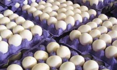 افزایش ۱۰۰ درصدی واردات تخم مرغ به کشور