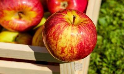 ذخیره‌سازی ۷۰۰ هزار تن سیب برای عید