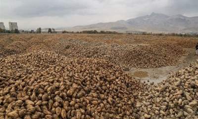 تولید بیش از ۲۰۰ هزار تن چغندر قند در اسلام آبادغرب
