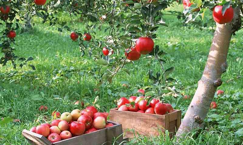 ایران چهارمین تولیدکننده سیب در جهان است
