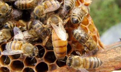 تولید "عسل" به روش زنبور داری اصلاح شده