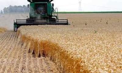 تولید گندم به ۱۳ میلیون تن رسید