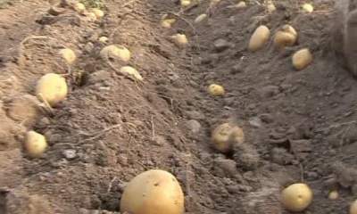 صادرات سیب‌زمینی از سر گرفته می‌شود