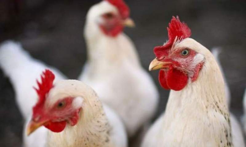فروش مرغ زنده بیشتر از ۸۷۰۰ تومان ممنوع شد