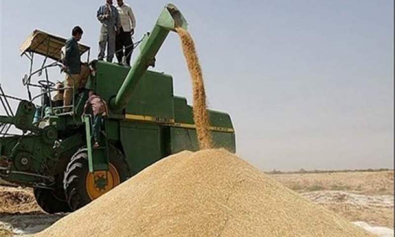 نرخ خرید تضمینی گندم تعیین شد