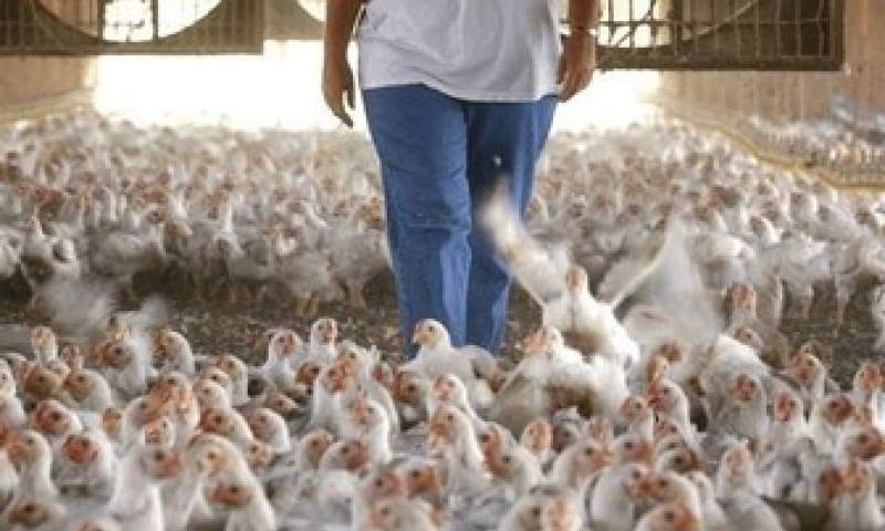 دولت سال آینده ۷۵ هزارتن مرغ و تخم مرغ برای تنظیم بازار می‌خرد