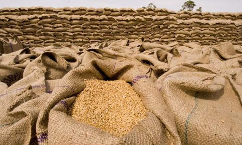 پیش‌بینی تولید ۱۳.۵ میلیون تن گندم در سال آینده