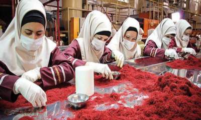 کاهش ۲۵ درصدی تولید زعفران در منطقه تربت حیدریه