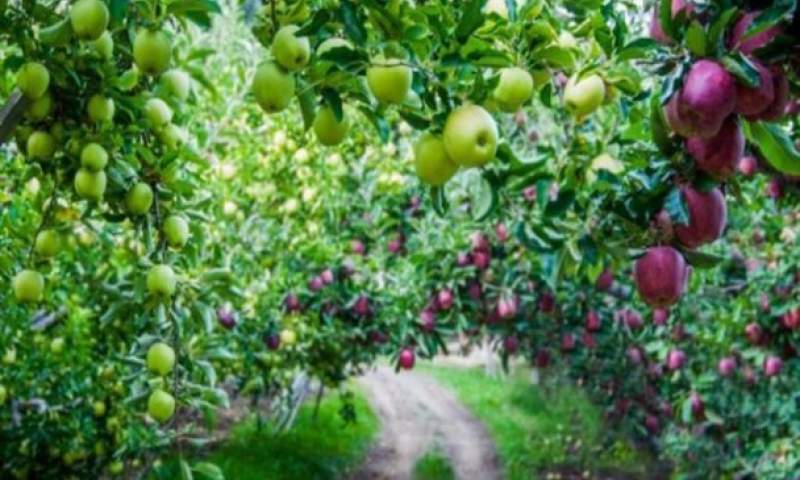 افغانستان، مبدأ قاچاق سیب ایرانی/ پیمان‌سپاری ارزی مسیر صادرات را کُندتر کرد