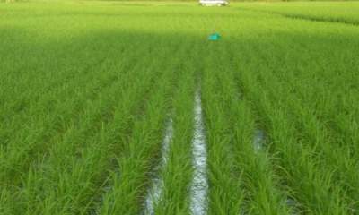 مخالفت مجلس با ممنوعیت کشت برنج