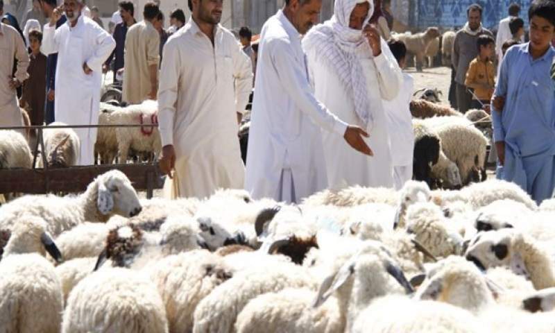 واردات هفتگی ۵۰ هزار راس گوسفند زنده/ عرضه فراوان گوشت ۴۰ هزار تومانی بدون صف