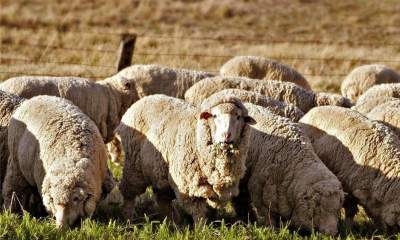 واردات هفتگی ۵۰هزار رأس گوسفند زنده