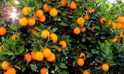 افزایش قیمت پرتقال