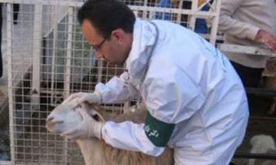 شرکت نواندیش البرز تولیدکننده گوسفندهای چندقلوزا و بی دنبه در کشور