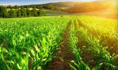 رونمایی از 2 دستاورد جدید کشاورزی