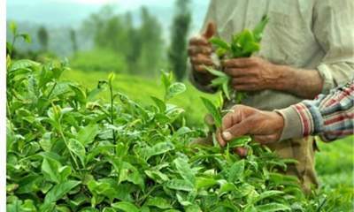 تولید و صادرات چای هند کاهش یافت