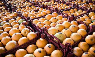 سیب و پرتقال با کیفیت شب عید به استان‌ها توزیع شد