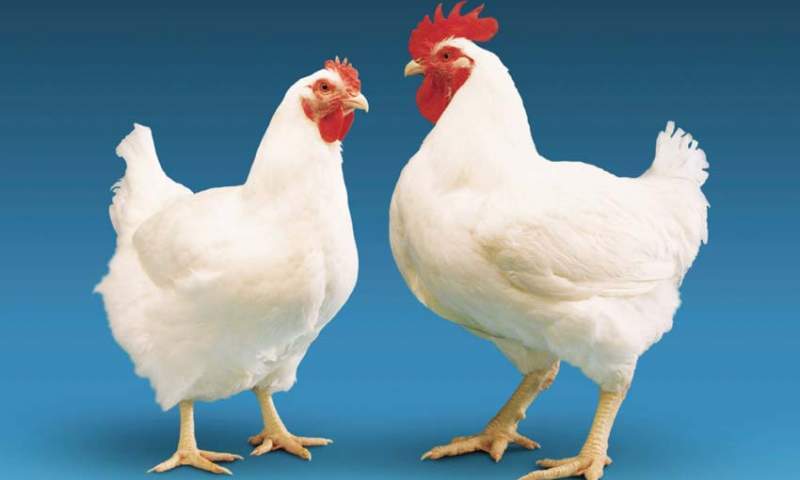 صادرات مرغ ممنوع می شود