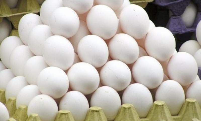 پیگیری‌ها برای آزاد شدن صادرات تخم مرغ به نتیجه نرسید
