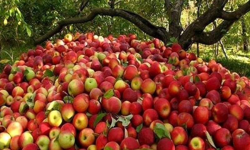 ۱۰ هزار تن سیب عید آذربایجان غربی، مهمان ۱۰ استان کشور + فیلم