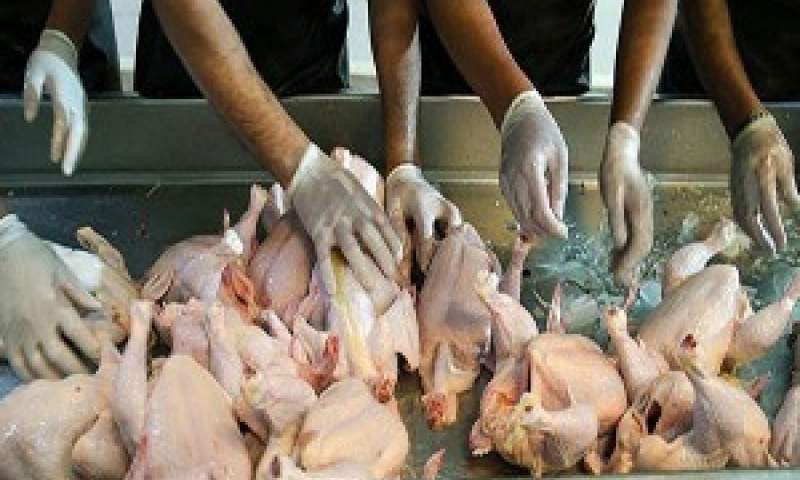 توزیع روزانه ۱۰۰ تن مرغ منجمد تنظیم بازاری به نرخ مصوب دولتی