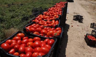 اعتراض کشاورزان هرمزگانی به ممنوعیت صادرات گوجه فرنگی