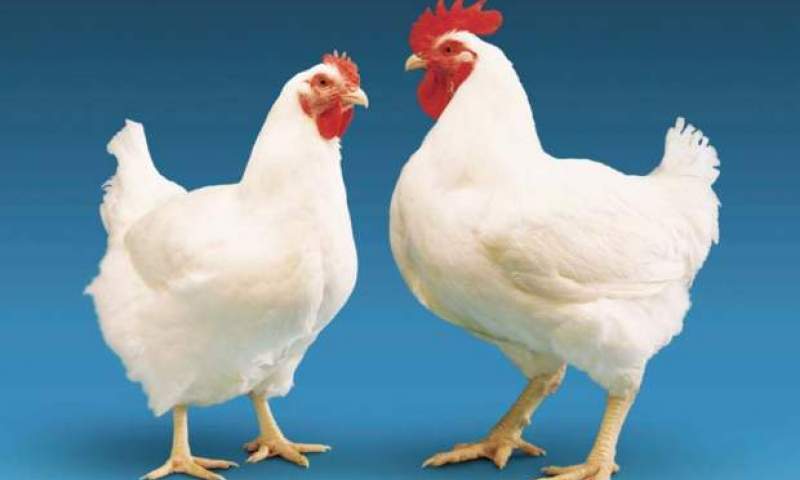 وضعیت تولید مرغ و تخم مرغ در سال جاری