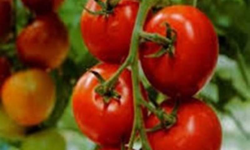274 تن گوجه فرنگی قاچاق توقیف شد