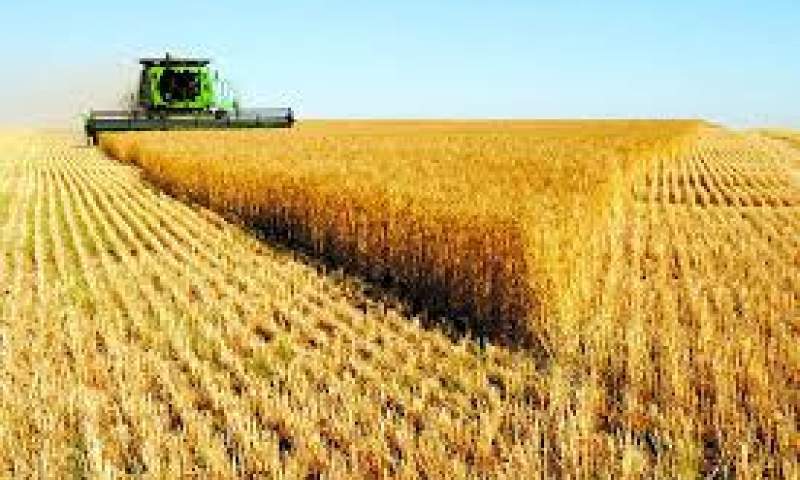 افزایش تولید گندم کشور با وجود سیل
