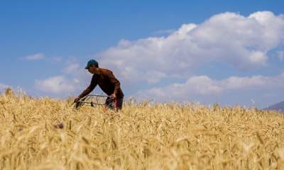 کاهش ۷۰۰ هزار تنی تولید گندم در اثر سیل