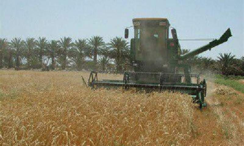 برداشت گندم در ۶۵۰۰ هکتار از مزارع ایرانشهر آغاز شد