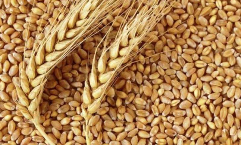 رشد 33 درصدی خرید گندم در کشور