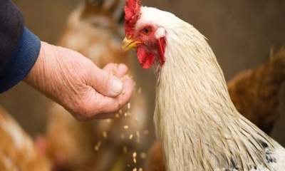 کمبود کنجاله مرغ‌ها را به «خودخوری» انداخت/ جنجال کنجاله؛ بازی ممنوعه دلالان با اقتصاد