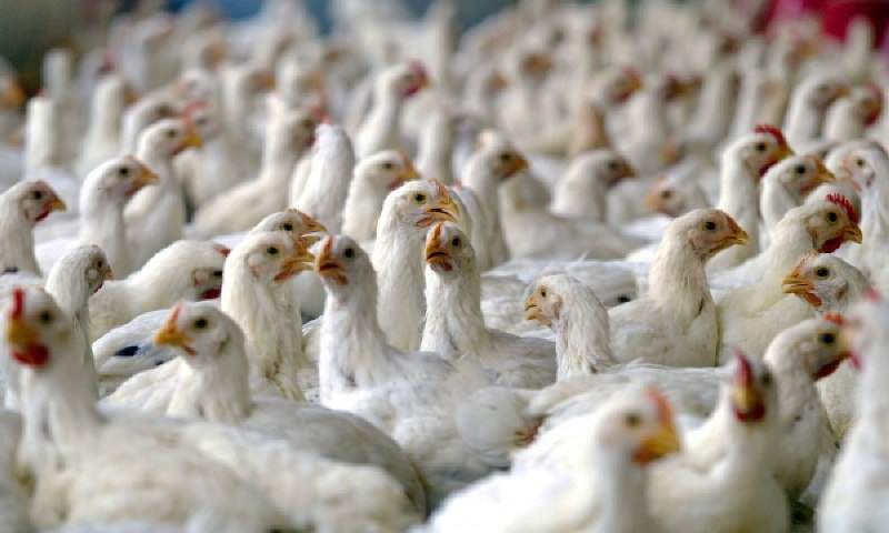 مزرعه پرورش مرغ مادر به چرخه تولید بازگشت