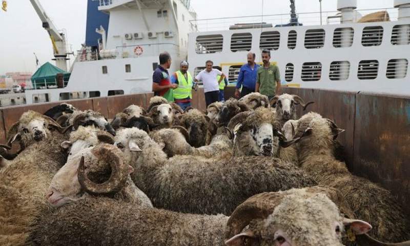 قیمت فروش گوسفند زنده ۱۵۰ درصد رشد کرد