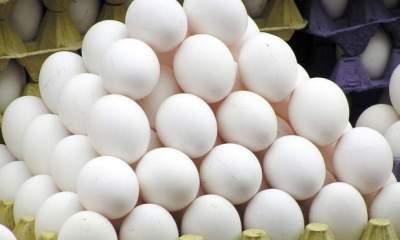 افت چشمگیر قیمت تخم مرغ در بازار