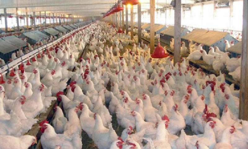دولت مرغ را ٢ هزار تومان زیر قیمت تمام شده می‌خرد