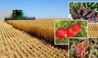 افزایش ۴۸ درصدی نرخ تورم تولیدکننده زراعی