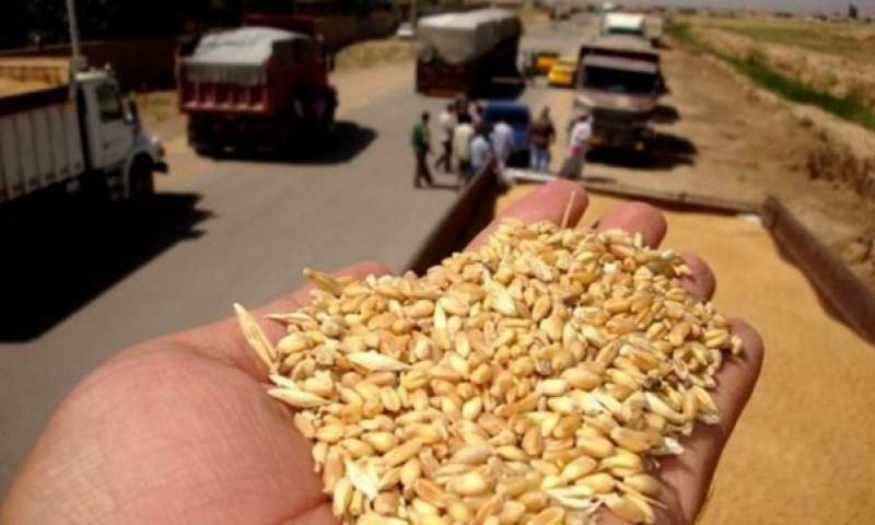 خرید گندم مازاد بر نیاز کشاورزان از ۲ میلیون تن گذشت