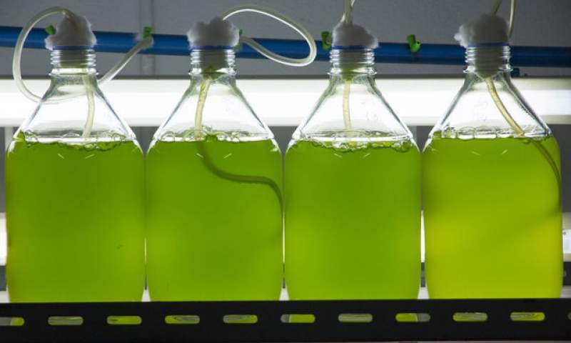 تولید انبوه جلبک اسپرولینا در جهاد دانشگاهی