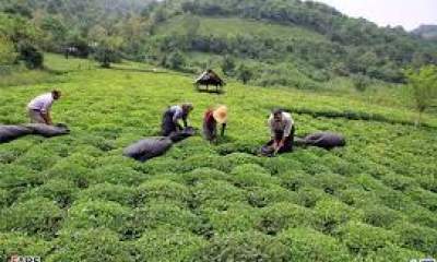 افزایش 20درصدی خرید برگ سبز چای از چایکاران کشور