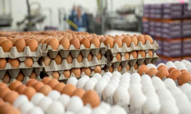 استمرار کاهش نرخ تخم‌مرغ در بازار