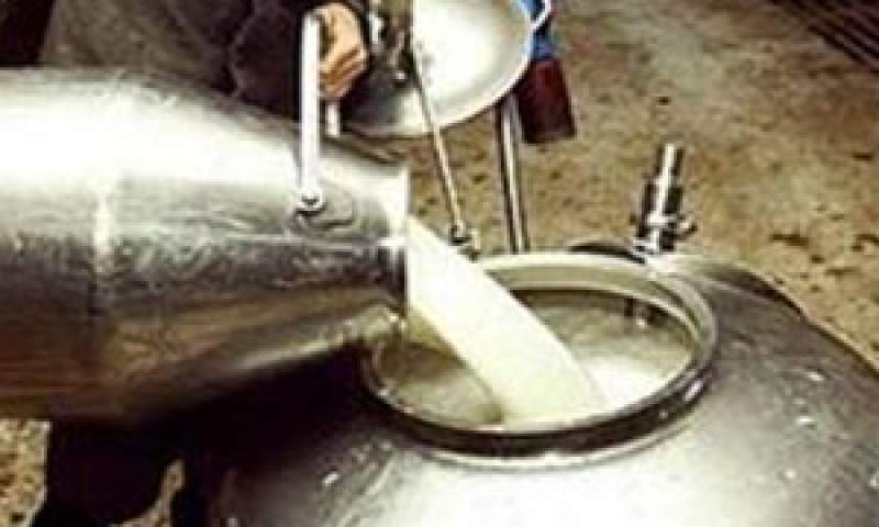 پیش بینی تولید ۱۱ میلیون تن شیرخام