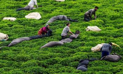پیش‌بینی رشد 20 درصدی تولید چای