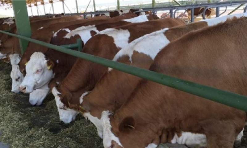 توسعه پرورش نژادهای گوشتی گاو در دستور کار