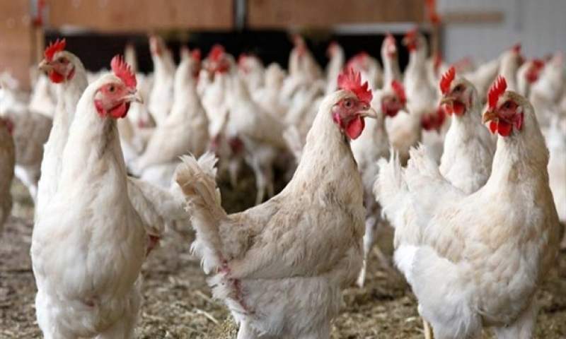 توقف صادرات مرغ به بازارهای خارجی