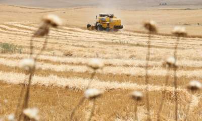 همکاری ایران و ترکیه برای تولید انواع بذر محصولات زراعی